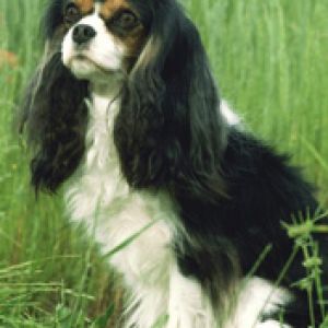 Kavalír King Charles Španěl