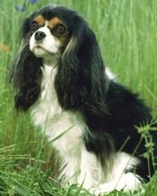 Kavalír King Charles Španěl