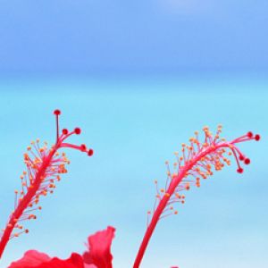 Živé Červené Hibiskusy