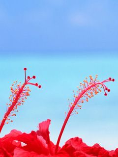 Živé Červené Hibiskusy