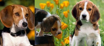 Roztomilá štěňata Beagle