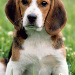Roztomilý Beagle Štěně