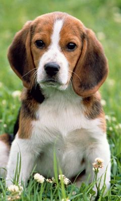 Roztomilý Beagle Štěně