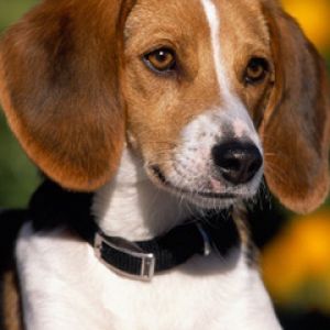 Portrét psa Beagle