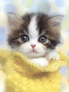 Roztomilá Kočka v Žlutém - wallpaper preview