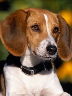 Roztomilý Beagle Pes