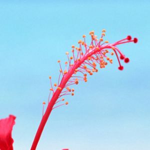 Živý Květenství Hibiscus