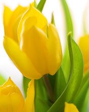 Živé Žluté Tulipány - wallpaper preview