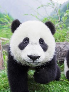 Roztomilá panda mláďata