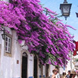 Živá Bougainvillea na Ulici