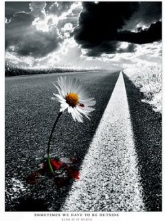 Osamělá Kopretina na Silnici - wallpaper preview