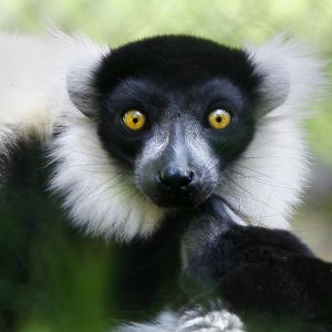 Lemur s Působivýma Očima