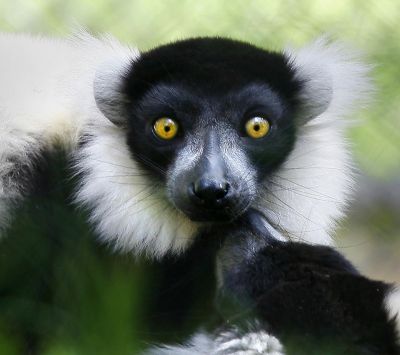 Lemur s Působivýma Očima