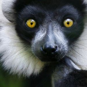 Lemur s Působivýma Žlutýma Očima