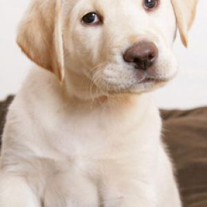 Roztomilé Štěně Labrador