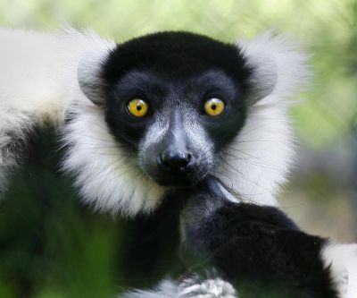 Lemur Zblízka - wallpaper preview
