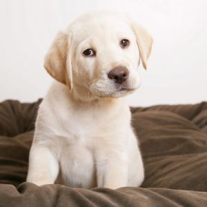 Roztomilý Labrador Štěně