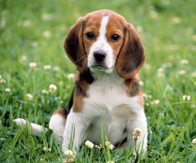 Roztomilý Beagle Štěně