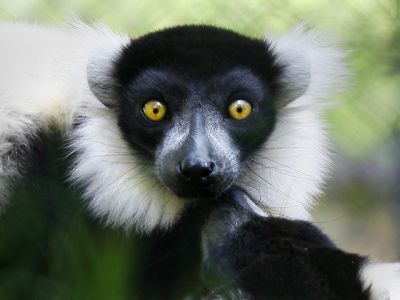 Lemur s Působivýma Očima