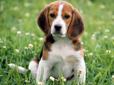 Roztomilý Beagle Štěně