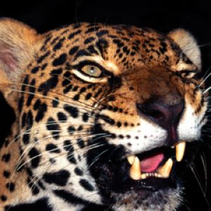 Majestátní blízký pohled na leoparda