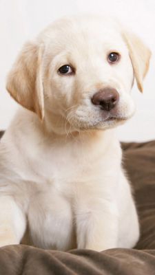 Roztomilý Labrador Štěně