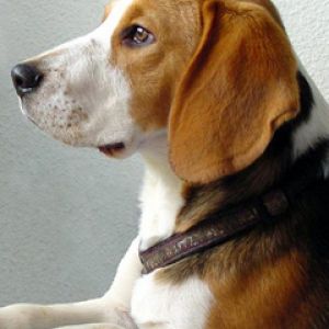 Profil Beagle Psa