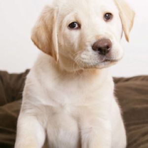 Roztomilý Labrador Štěně