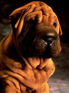 Roztomilý pes Shar Pei
