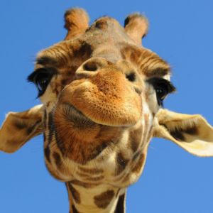 Giraffa Zblízka