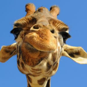 Giraffa Zblízka