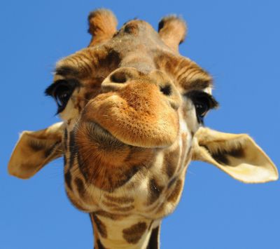 Giraffa Zblízka