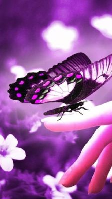 Motýl na Ruce - wallpaper preview