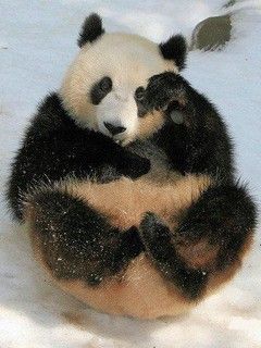 Roztomilá panda sedící