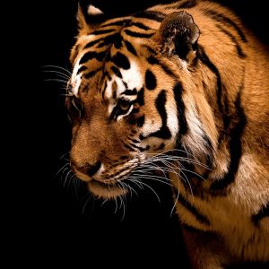 Majestátní Tiger Portrét