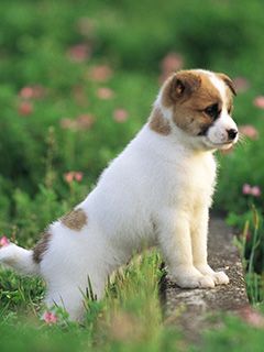 Roztomilé Štěně v Přírodě - wallpaper preview