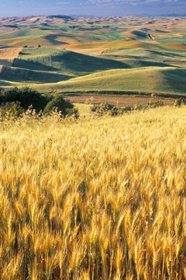 Zlatá Pšeničná Pole - wallpaper preview