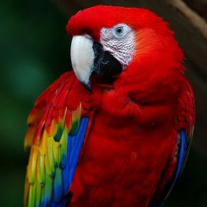 Barevný scarlet macaw