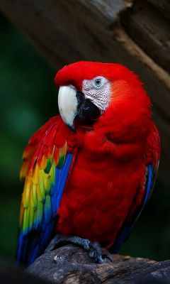 Barevný scarlet macaw - wallpaper preview
