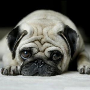Roztomilý Pug