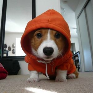 Roztomilý Corgi v Mikině