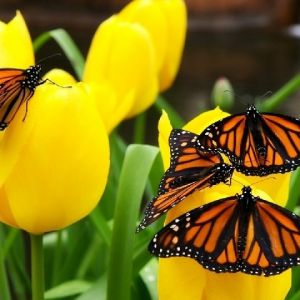 Monarch motýli na tulipánech