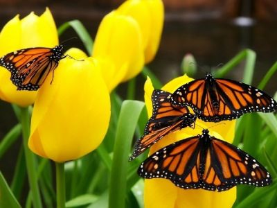 Monarch motýli na tulipánech