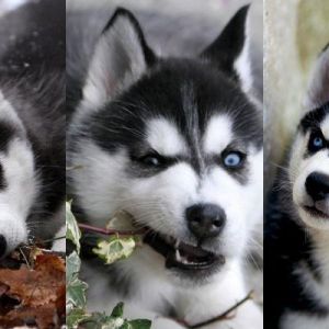Roztomilí štěňata sibiřského huskyho