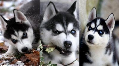 Roztomilí štěňata sibiřského huskyho