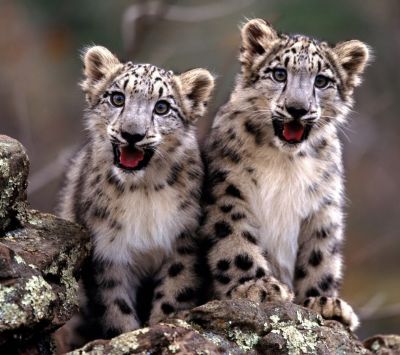 Sněžní leopardí mláďata
