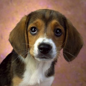 Roztomilý Beagle Štěně