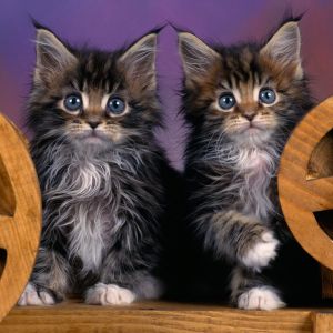 Roztomilé kočky Maine Coon