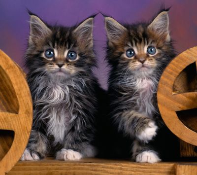 Roztomilé kočky Maine Coon - wallpaper preview