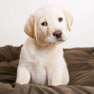 Roztomilý Labrador Štěně